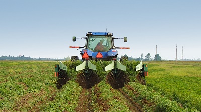 /harvesting peanuts.jpg